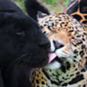 Meet your Posher, Capri